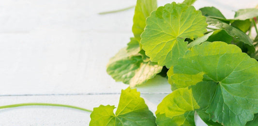 What is Centella Asiatica And Why Do You Need It In Your Beauty Regime?